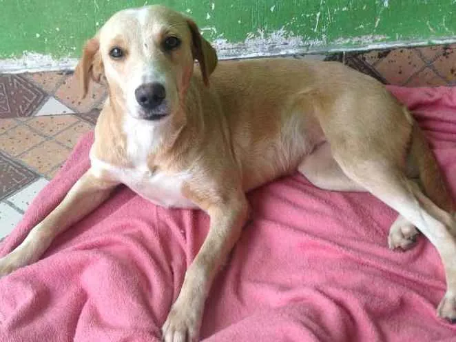 Cachorro ra a Indefinida  idade 1 ano nome Pérola