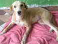 Pérola