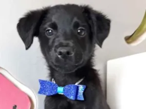 Cachorro raça SRD idade 2 a 6 meses nome ONIX