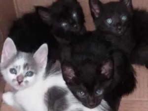 Gato raça SRD idade 2 a 6 meses nome Theo e irmaos 