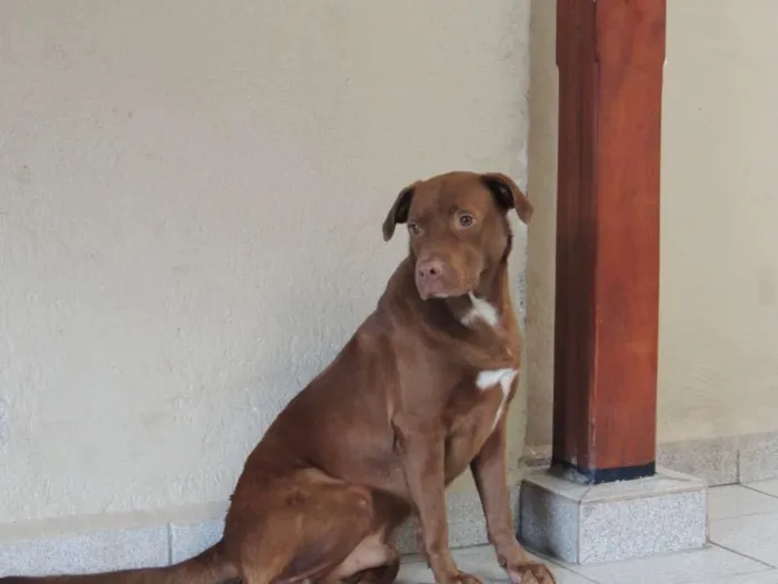 Cachorro ra a SRD idade 1 ano nome Chocolate