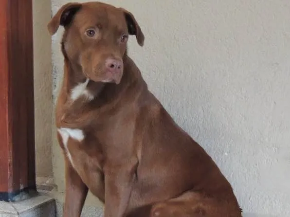 Cachorro ra a SRD idade 1 ano nome Chocolate