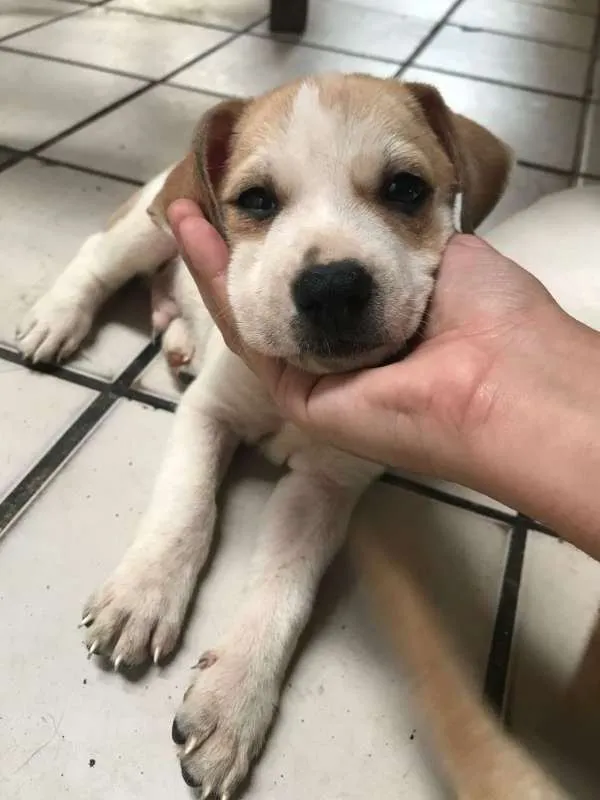 Cachorro ra a  idade Abaixo de 2 meses nome Toby