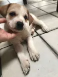Toby