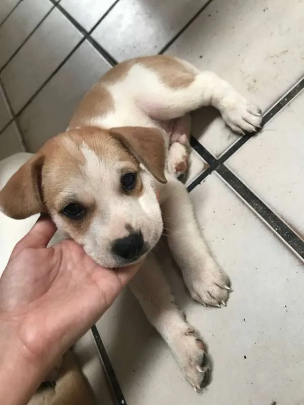 Cachorro ra a  idade Abaixo de 2 meses nome Toby