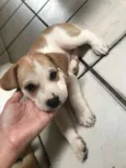 Toby