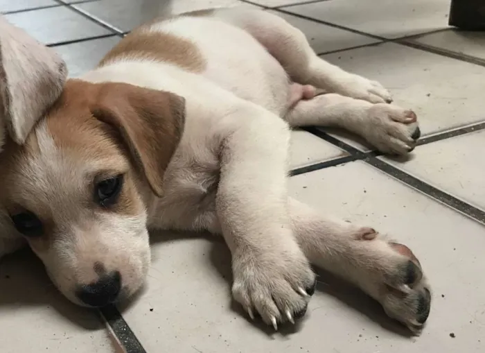 Cachorro ra a  idade Abaixo de 2 meses nome Toby