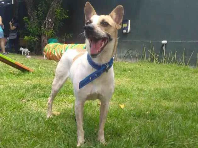 Cachorro ra a SRD idade 2 anos nome Princesa