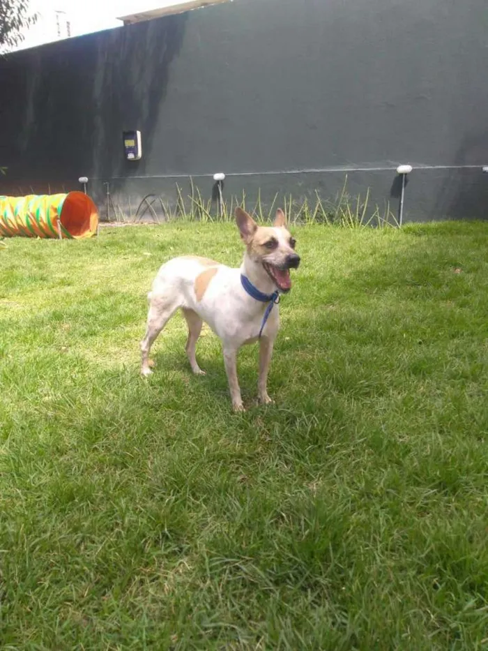 Cachorro ra a SRD idade 2 anos nome Princesa