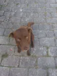Princesa