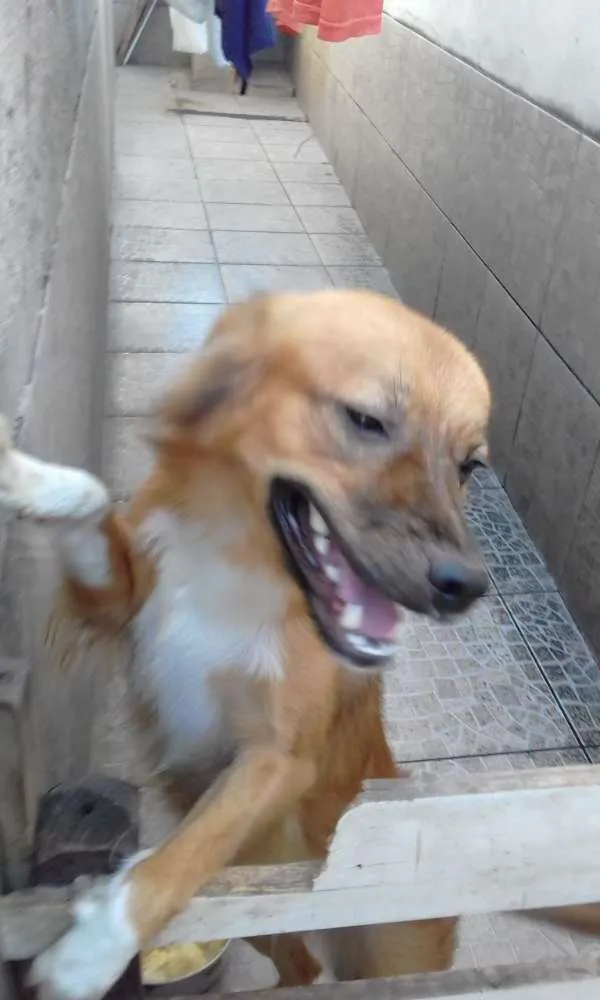 Cachorro ra a Misturada idade 1 ano nome Nike 