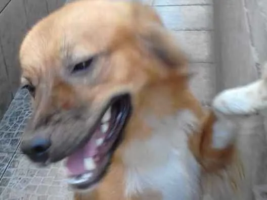 Cachorro ra a Misturada idade 1 ano nome Nike 