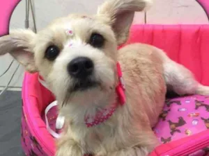 Cachorro raça SRD idade 1 ano nome MEG