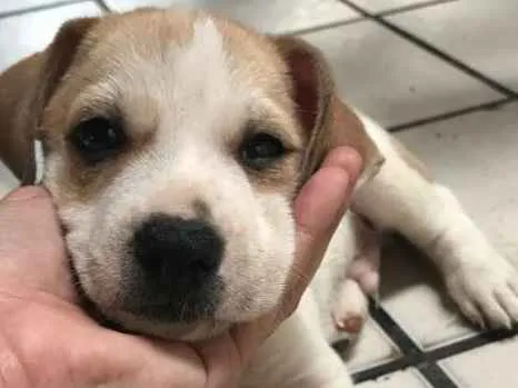 Cachorro ra a  idade Abaixo de 2 meses nome Toby
