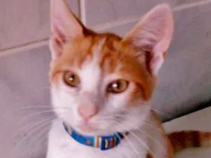 Gato raça srd idade 2 a 6 meses nome Gatinhos 