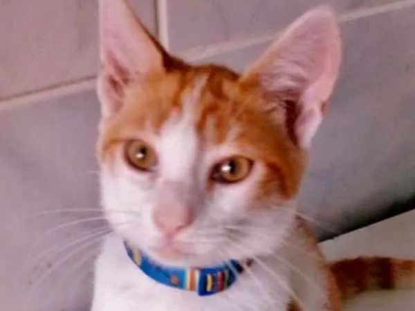 Gato ra a srd idade 2 a 6 meses nome Gatinhos 