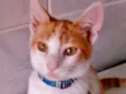 Gatinhos