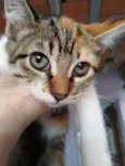 Minnie