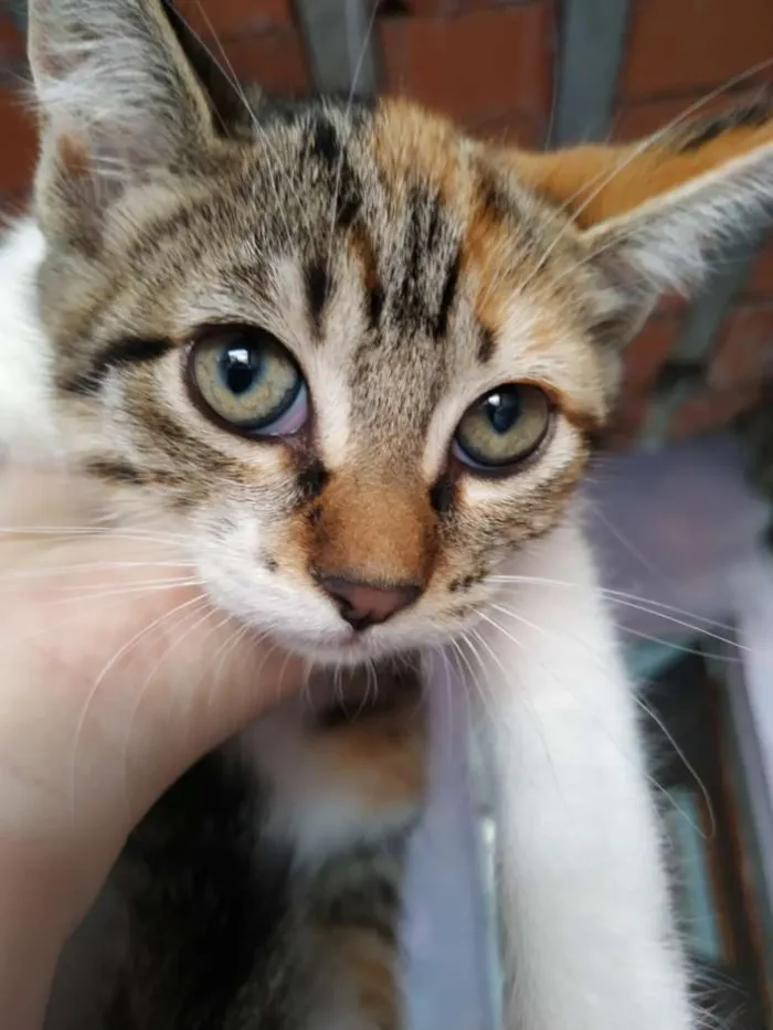 Gato ra a Gato idade 7 a 11 meses nome Minnie