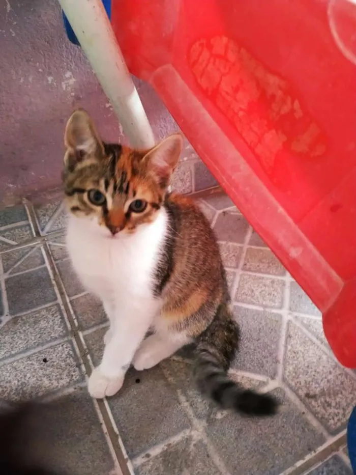 Gato ra a Gato idade 7 a 11 meses nome Minnie