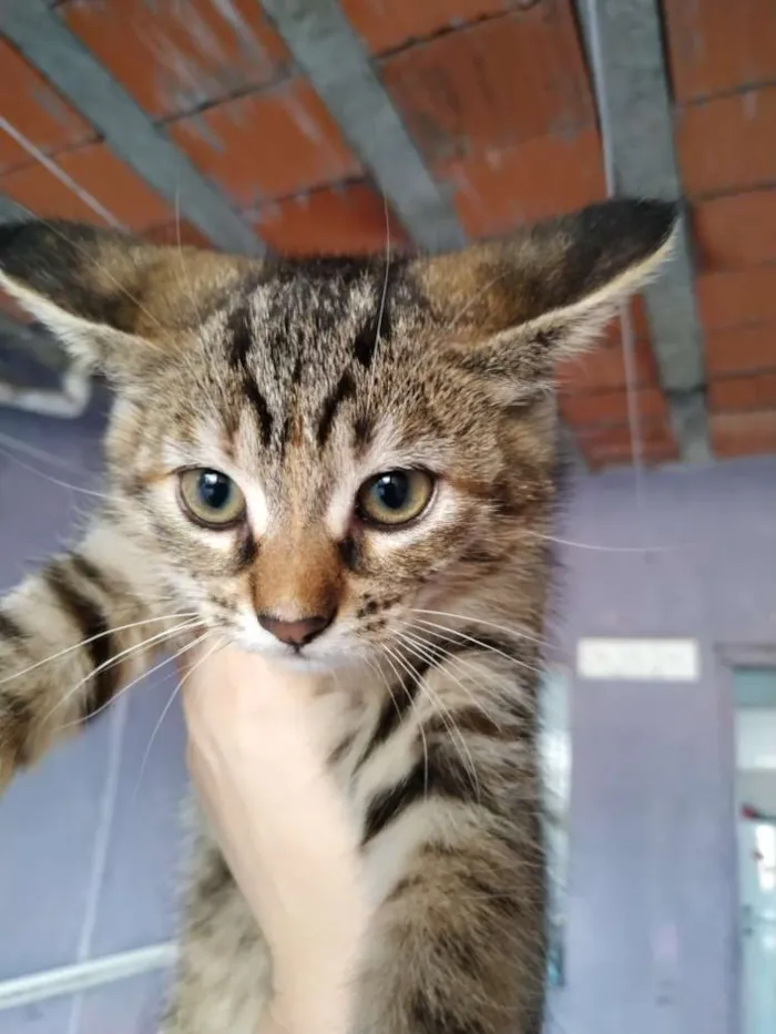 Gato ra a Gato idade 7 a 11 meses nome Minnie