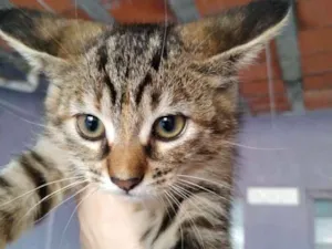 Gato raça Gato idade 7 a 11 meses nome Minnie