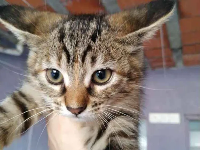 Gato ra a Gato idade 7 a 11 meses nome Minnie