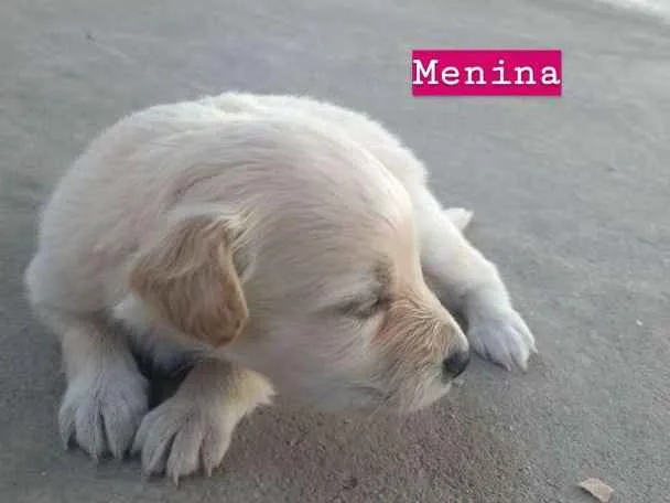 Cachorro ra a SRD idade Abaixo de 2 meses nome Sem nome