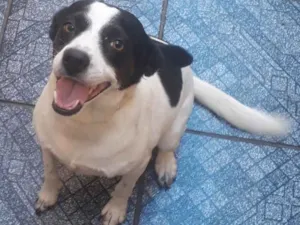 Cachorro raça Não sei idade 3 anos nome Nina