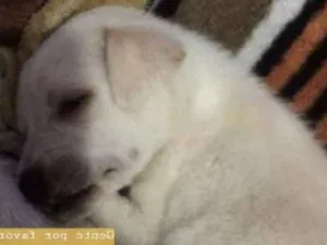 Cachorro raça Labrador  idade 2 a 6 meses nome Sem nome 