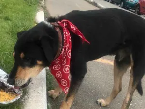Cachorro raça Não sei idade  nome Não sei