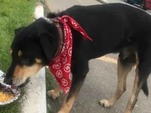 Cachorro raça Não sei idade  nome Não sei
