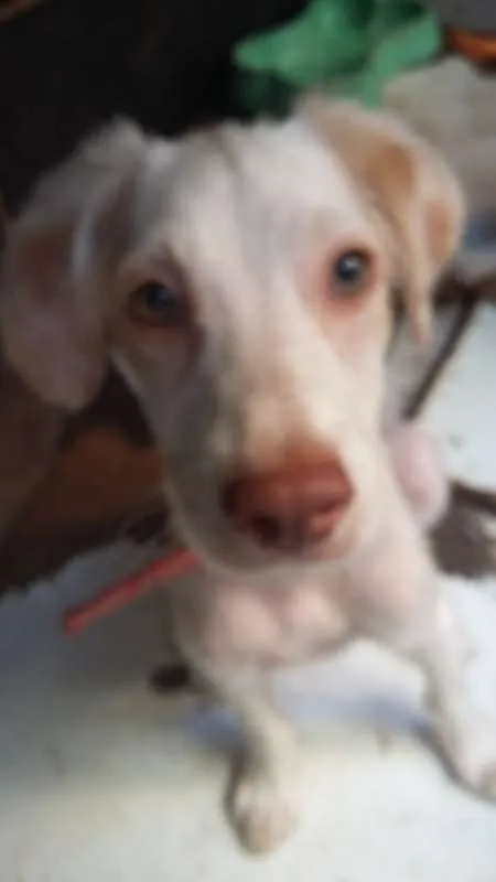 Cachorro raça mestiço idade 2 a 6 meses nome remulo