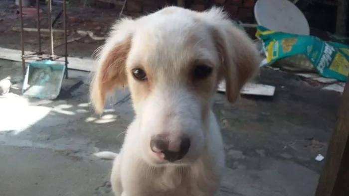 Cachorro raça mestiço idade 2 a 6 meses nome remulo