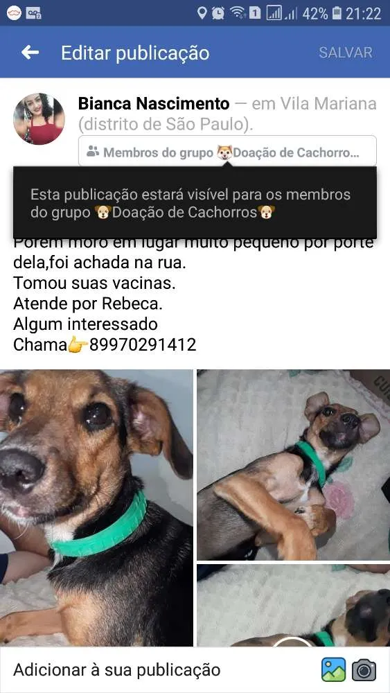 Cachorro raça Vira lata idade 1 ano nome Rebeca
