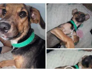 Cachorro raça Vira lata idade 1 ano nome Rebeca