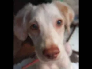 Cachorro raça mestiço idade 2 a 6 meses nome remulo