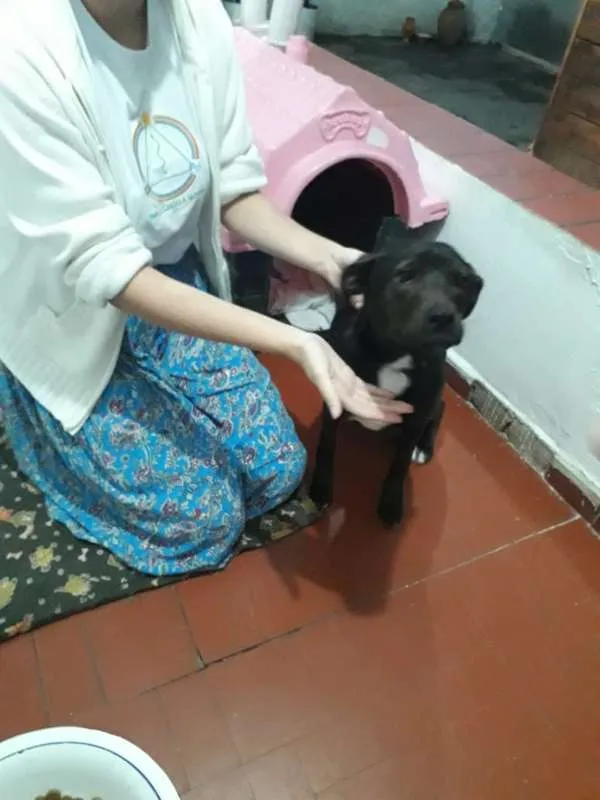 Cachorro ra a Não Definida idade 7 a 11 meses nome Pretinha