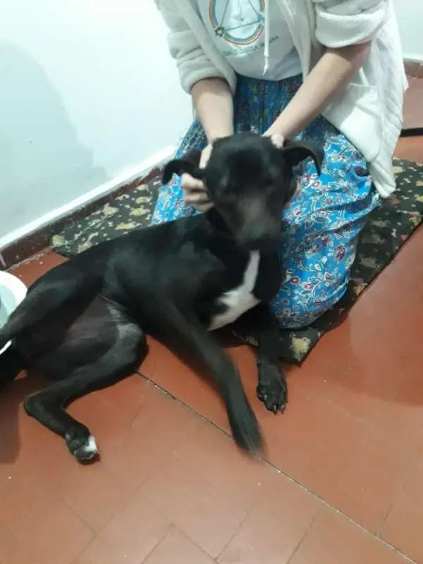 Cachorro ra a Não Definida idade 7 a 11 meses nome Pretinha