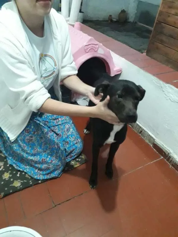 Cachorro ra a Não Definida idade 7 a 11 meses nome Pretinha