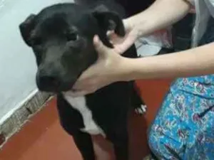 Cachorro raça Não Definida idade 7 a 11 meses nome Pretinha