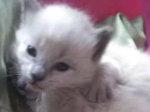 Gato raça SRD idade Abaixo de 2 meses nome Nick e Léo 