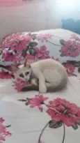 Mingau