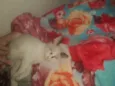 Mingau