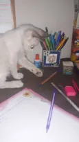 Mingau