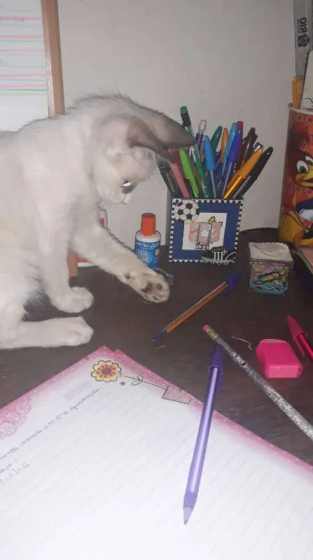 Gato raça Siamês idade 2 a 6 meses nome Mingau