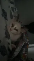 Mingau