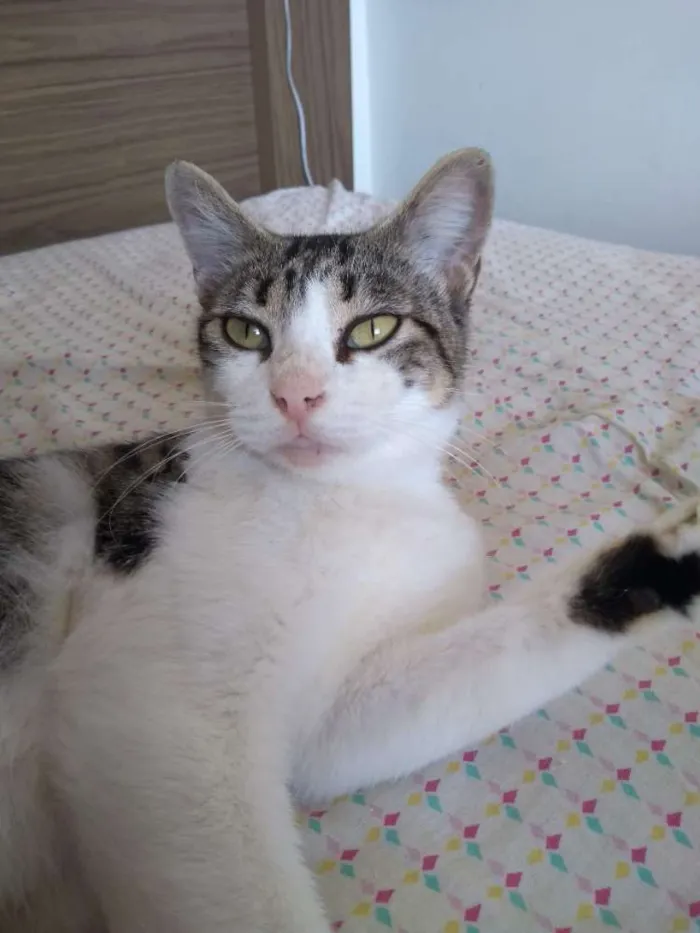 Gato raça Srd idade 1 ano nome Padoca