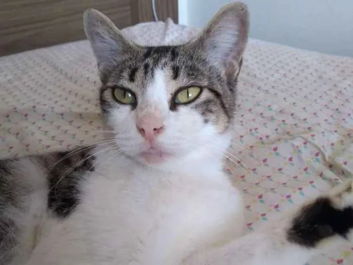 Gato raça Srd idade 1 ano nome Padoca