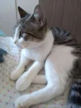 Padoca